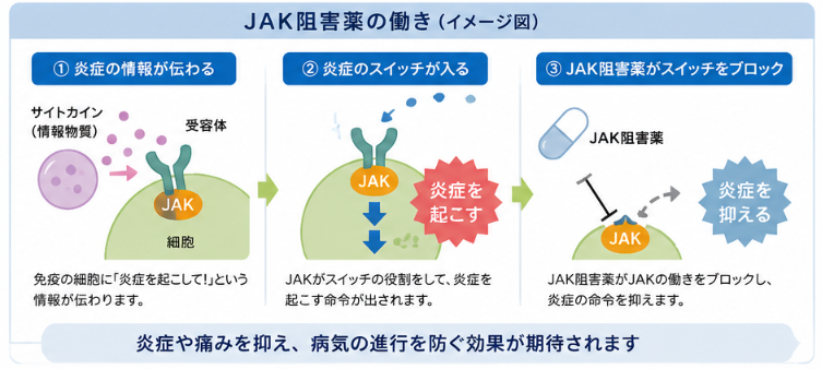 JAK阻害薬の働きイメージ図